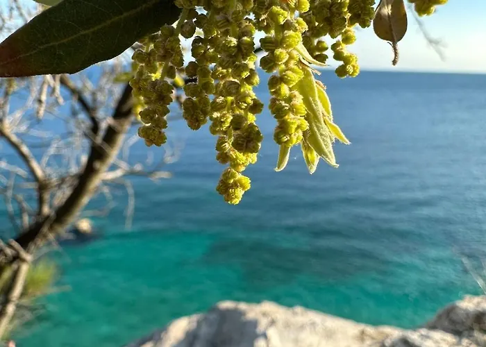 Fragrances Of Istria - The Olives - On The Sea Of Stoia Apartment *