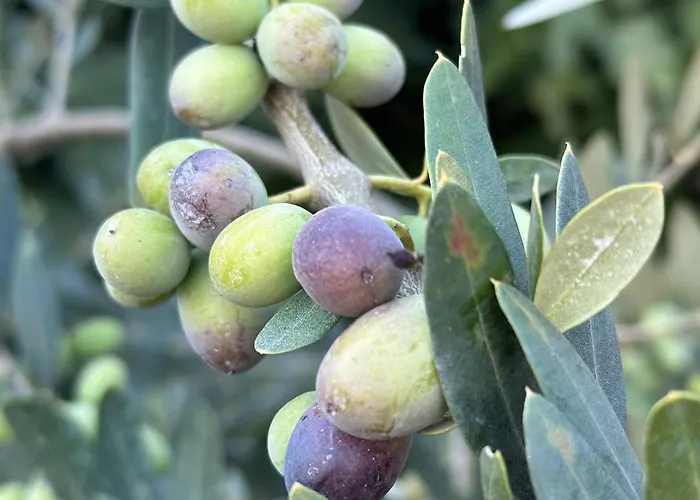 Fragrances Of Istria - The Olives - On The Sea Of Stoia Apartment Pula