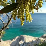 Fragrances Of Istria - The Olives - On The Sea Of Stoia Apartament *