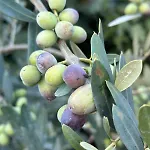 Fragrances Of Istria - The Olives - On The Sea Of Stoia Apartament Pula