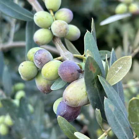 Fragrances Of Istria - The Olives - On The Sea Of Stoia アパート プーラ